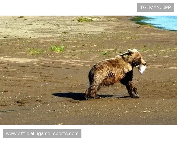 黑熊袭人事件致俄罗斯女子不幸遇难，俄罗斯科幻片黑熊袭击军营片名